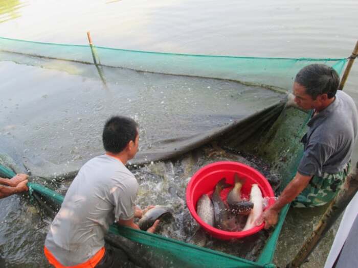 Muối cho nuôi trồng thủy sản nước ngọt
